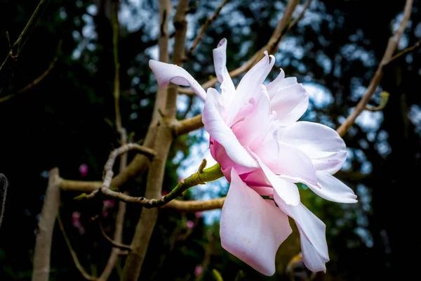 แมกโนเล ขาวส ชมพ สวยงาม ดอกไม บนพ นหล ดเจน — ภาพถ่ายสต็อก