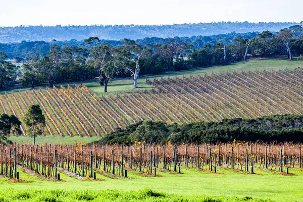 Сценический Виноградник Окруженный Эвкалиптовыми Деревьями Австралии — стоковое фото