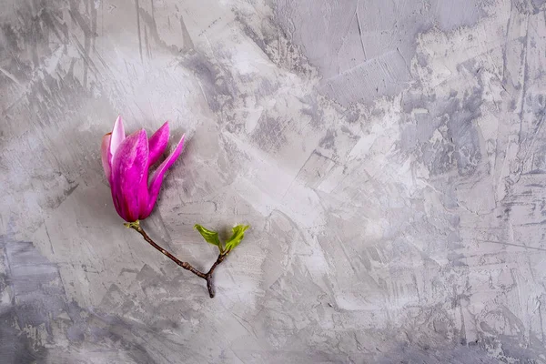 Piękny Kwiat Magnolii Powierzchni Betonu Widok Góry Przestrzenią Kopiowania — Zdjęcie stockowe