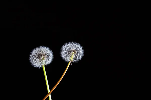 นเดล ออนสองต องแสงบนพ นหล าเนา — ภาพถ่ายสต็อก