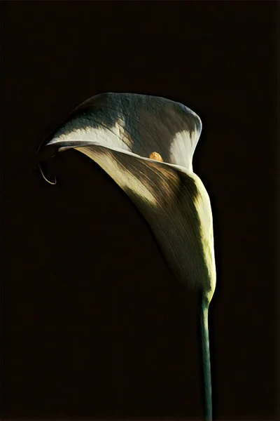 Квітка Кали Чорному Тлі Цифрові Твори Мистецтва — стокове фото