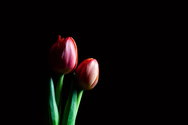 Deux Belles Tulipes Rouges Isolées Sur Fond Noir Avec Espace — Photo