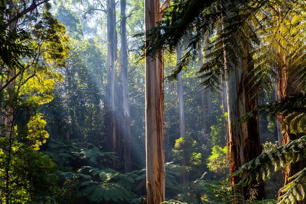 Sinar Matahari Bersinar Melalui Kanopi Pohon Hutan Asli Australia — Stok Foto