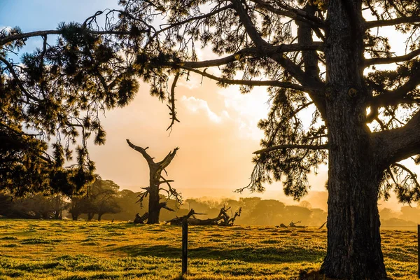 Sol Brilhando Através Nuvens Tempestade Troncos Árvores Secas Pastos Australianos — Fotografia de Stock