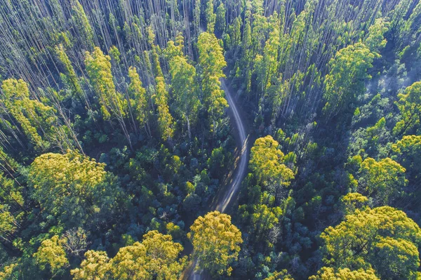 Vista Aérea Olhando Dow Estrada Que Enrola Através Floresta Alta — Fotografia de Stock