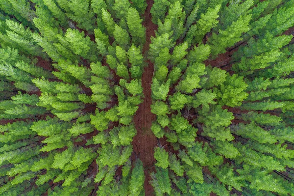 Melihat Bawah Puncak Pohon Pinus Pemandangan Udara — Stok Foto