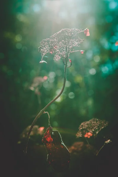 Luce Solare Splendente Sulla Pianta Secca Sfondo Bokeh Sfocato Bello — Foto Stock