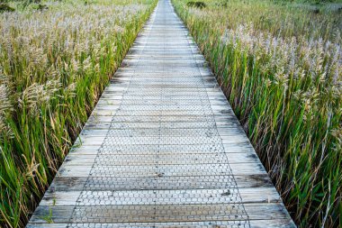 Sazlıktan geçen tahta kaldırım.