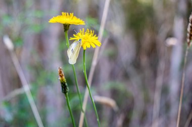 Kelebek sarı çiçeğin üzerinde otururken bulanık doğal arka plan
