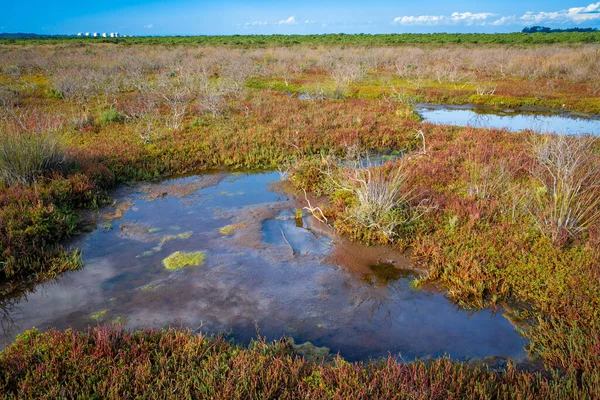 Australian coastal wetlands landscape