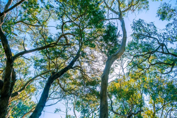 Kijkend Naar Eucalyptusbomen Tegen Blauwe Lucht — Stockfoto