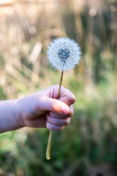 背景がぼやけていることに焦点を当てて 子供の手を保持タンポポ — ストック写真