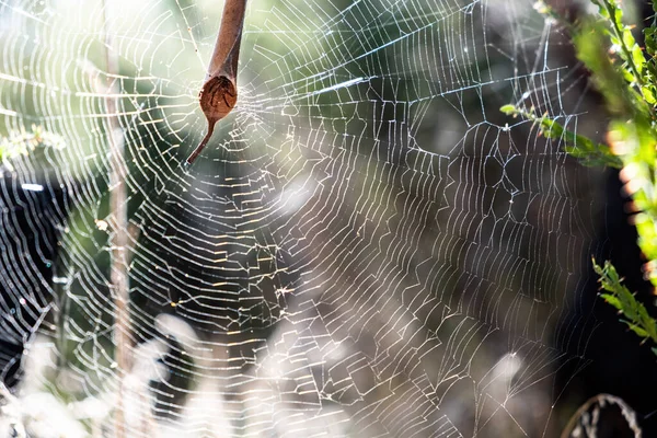 Folha Curling Aranha Espreitando Sua Casa Meio Grande Teia Contra — Fotografia de Stock