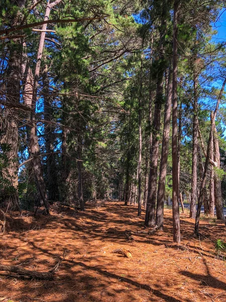 Caminhada Que Conduz Distância Sob Coníferas — Fotografia de Stock