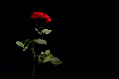 Kopya alanı ile siyah arkaplanda izole edilmiş bir kırmızı gül