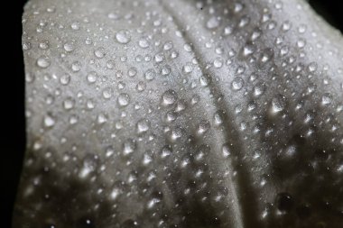 Su damlacıkları beyaz çiçek yaprakları - makro