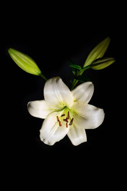 Siyah arka planda beyaz zambak parıldıyor