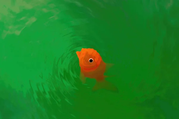 Closeup Goldfish Plastic Toy Making Ripples Green Water Copy Space — Stock Photo, Image