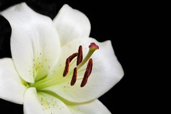 Квітка Білої Лілії Впритул Чорному Тлі — стокове фото