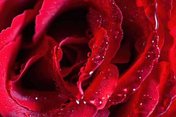 Extreme macro closeup of water droplets on red rose petals