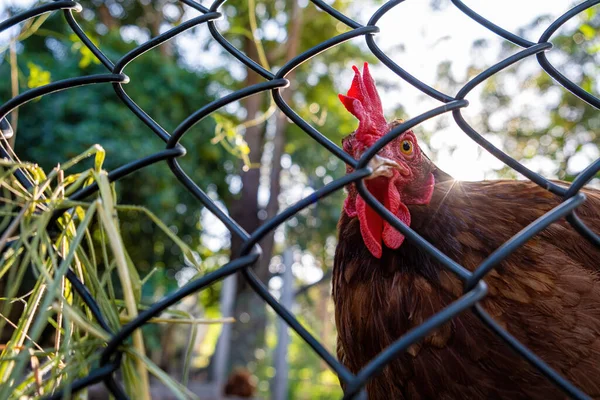 Rooster behind metal mesh fence in bright sunlight