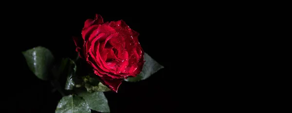 Schmales Banner Aus Feuchter Roter Rose Auf Schwarzem Hintergrund Mit — Stockfoto