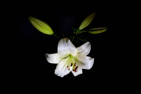 Hermoso Lirio Blanco Aislado Sobre Fondo Negro —  Fotos de Stock