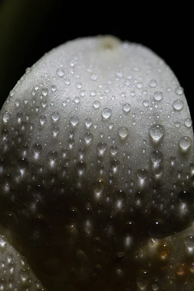 Luz Juego Sombras Gotitas Agua Flor Blanca — Foto de Stock