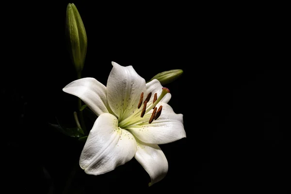 Bílá Lilie Izolované Černém Pozadí Prostorem — Stock fotografie