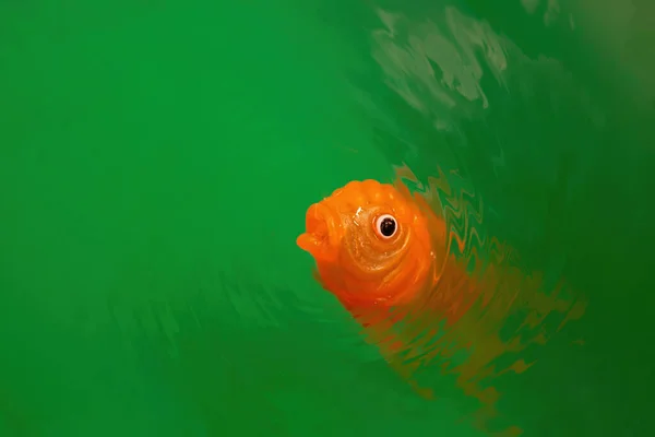 Goldfish Toy Vivid Green Water Ripples Copy Space — Stock Photo, Image