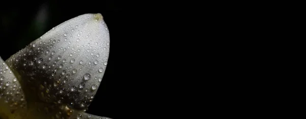 Пелюстка Білої Лілії Макрос Краплями Роси Чорному Тлі Місцем Копіювання — стокове фото