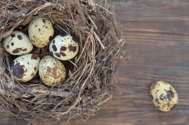 Benekli bıldırcın yumurtaları ahşap bir arka planda bir yuvada