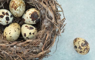 Açık gri arka planda benekli bıldırcın yumurtaları olan bir yuva.