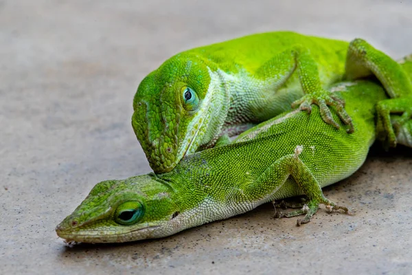 Lagartos Verdes Carolina Anole Apareamiento —  Fotos de Stock