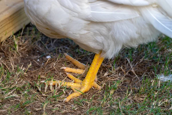 Yellow feet of young white chicken