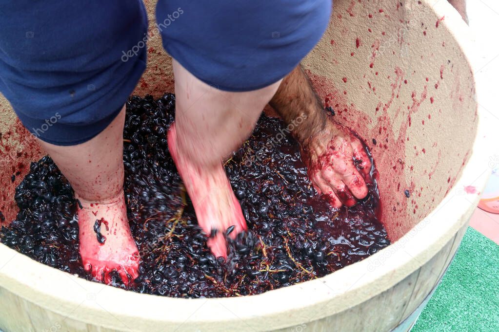 Feet and hand stomping grapes in competition