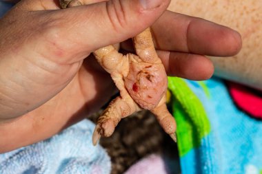 Tavuk ayağı tutan kişi Yaban domuzu ile enfekte olmuş.