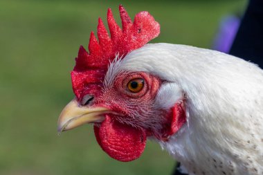 Delaware tavuğunun yakın plan portresi