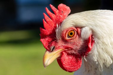 Delaware tavuğunun yakın plan portresi