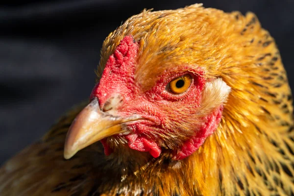 Gros Plan Sur Buff Brahma Hen — Photo