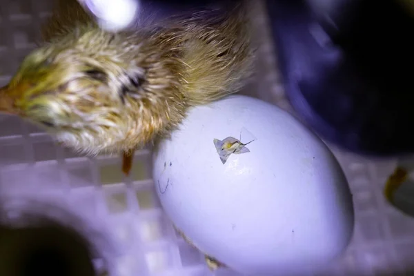 Kylling Inkubator Med Kylling Lige Begyndt Bryde Skallen Til Blive - Stock-foto