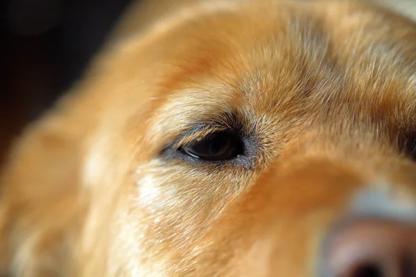 Close-up of Dog\'s eye, alert, golden fur. Shallow depth of field