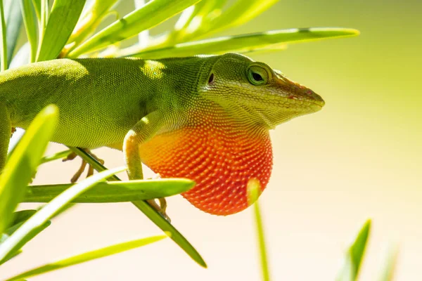 Boğazı Şişmiş Yeşil Anole Kertenkelesi — Stok fotoğraf