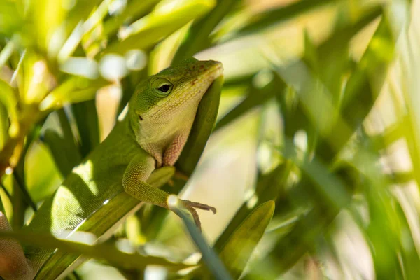 Relaxed green Anole Lizard resting in bushes, selective focus