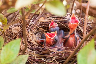 Yuvadaki yavru kuşlar, Kuzey Kardinaller, Cardinalis Cardinalis