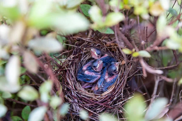低木に隠された巣の中で カリアリ カリナリス — ストック写真