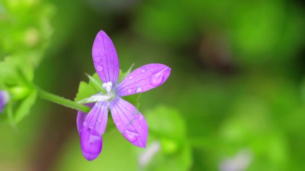 Petite fleur violette avec pluie fraîche sur les pétales — Video