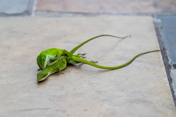 Lagartos Verdes Carolina Anole Apareamiento —  Fotos de Stock