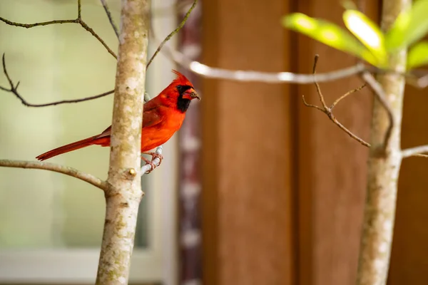 Mężczyzna Północny Kardynał Ptak Cardinalis Cardinalis Usiadł Drzewie Jedzeniem Dla — Zdjęcie stockowe