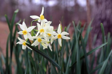 Açık havada açan beyaz Narcissus çiçekleri.
